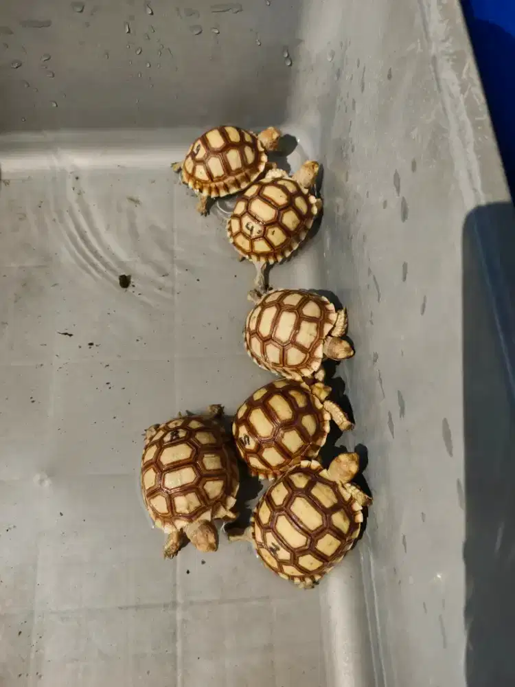 sulcata dotless cerah 6-6,5cm - mulus no minus