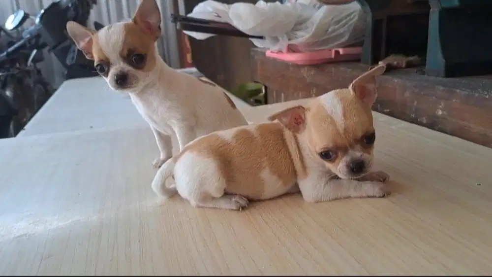 Puppies Cihuahua