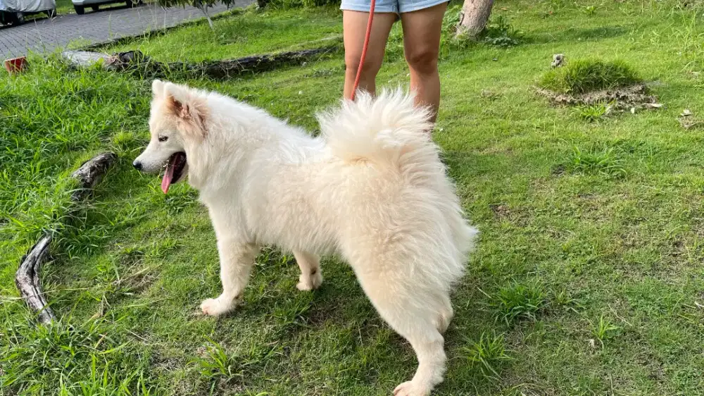Samoyed Betina Stambum