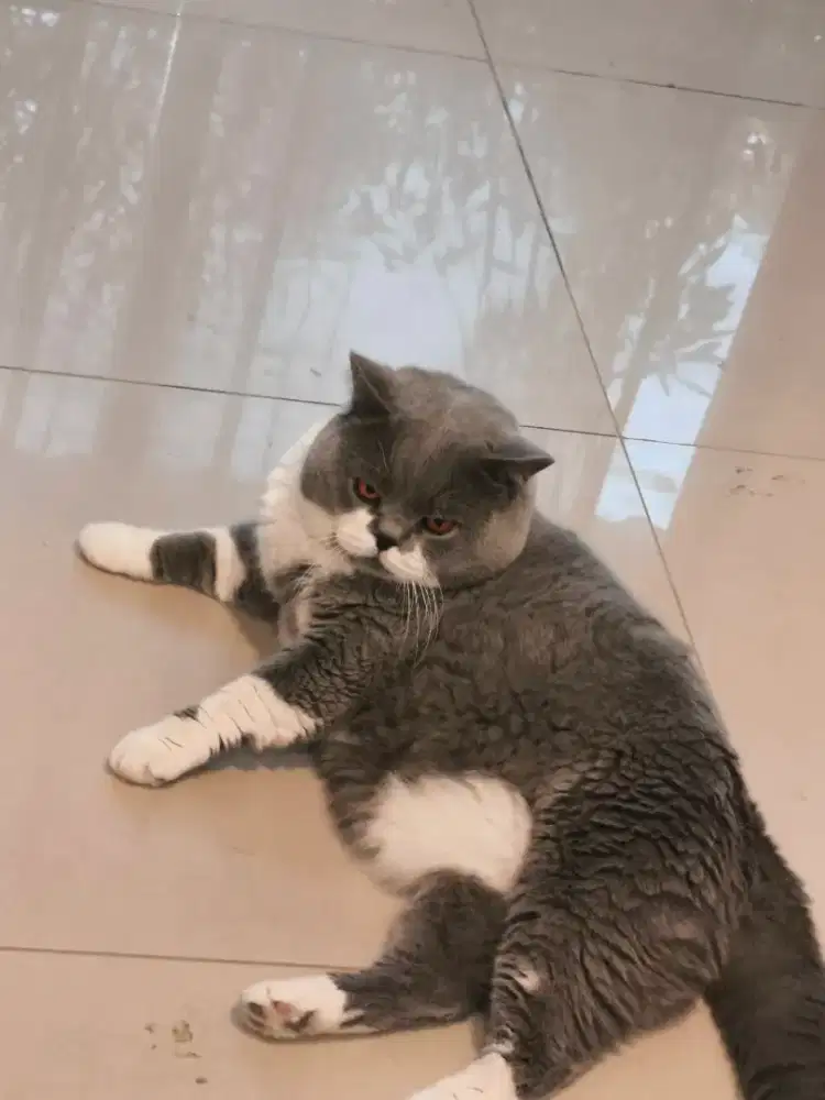 Kucing British Shorthair
