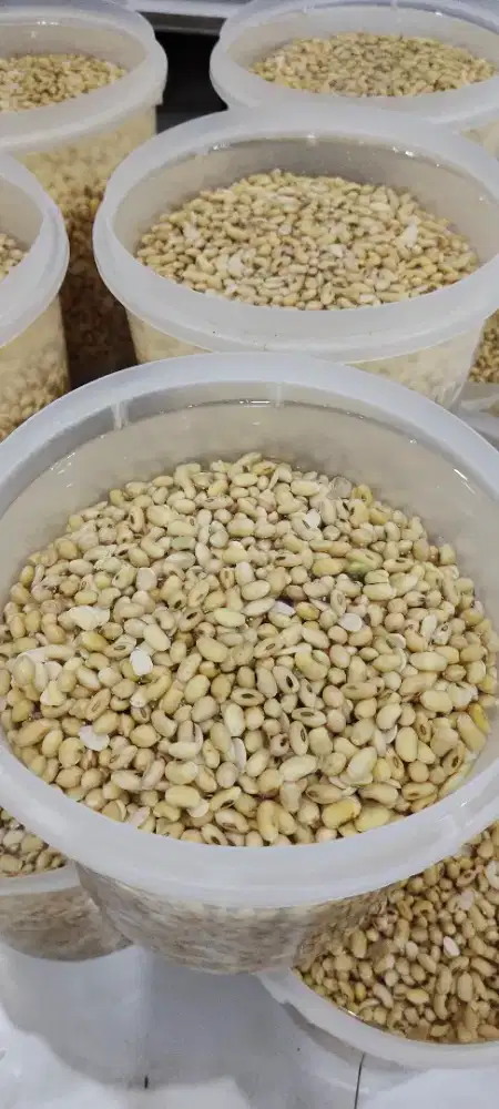 Dibutuhkan karyawati