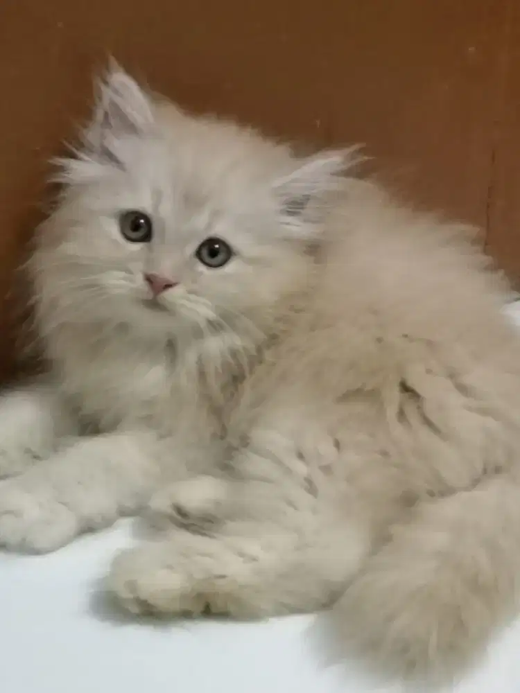 Anakan Persia Flatnose Long Hair 2 bln, jantan & berina