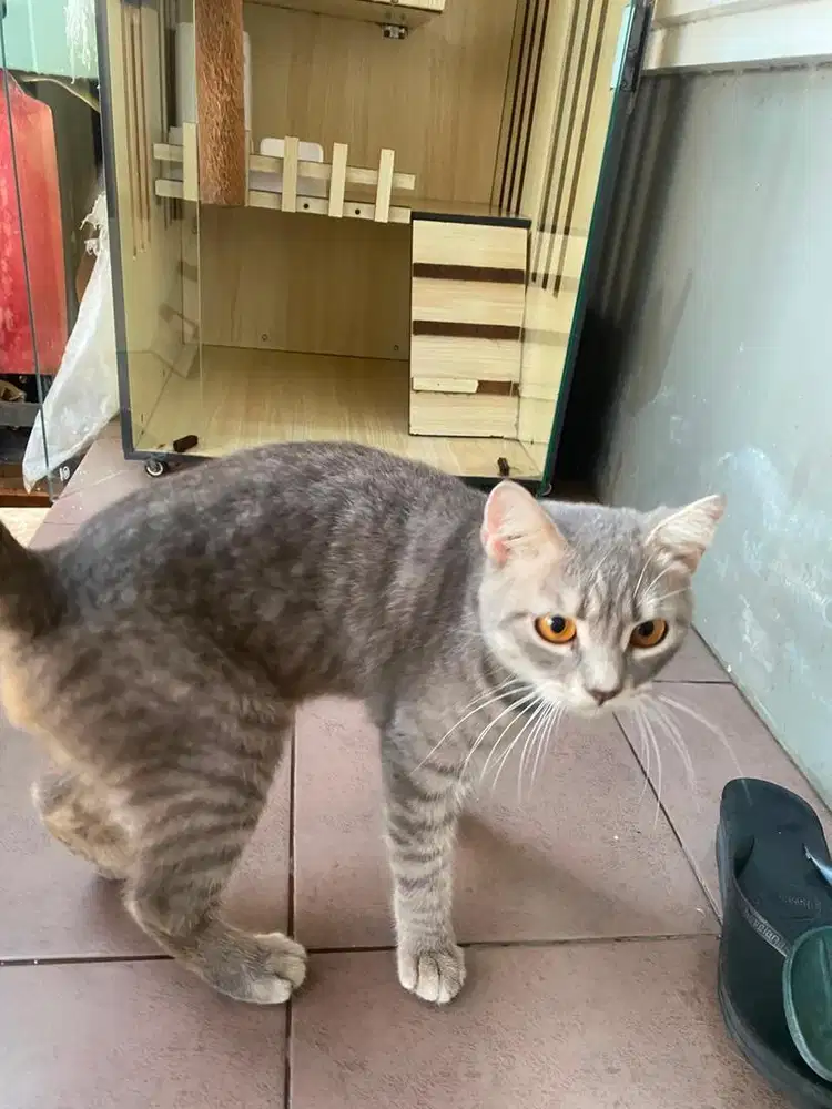 Kucing BSH Siap tempur