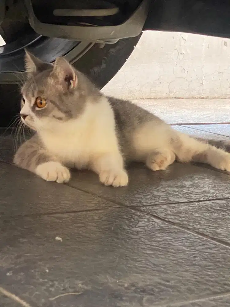 Kucing BSH Siap tempur
