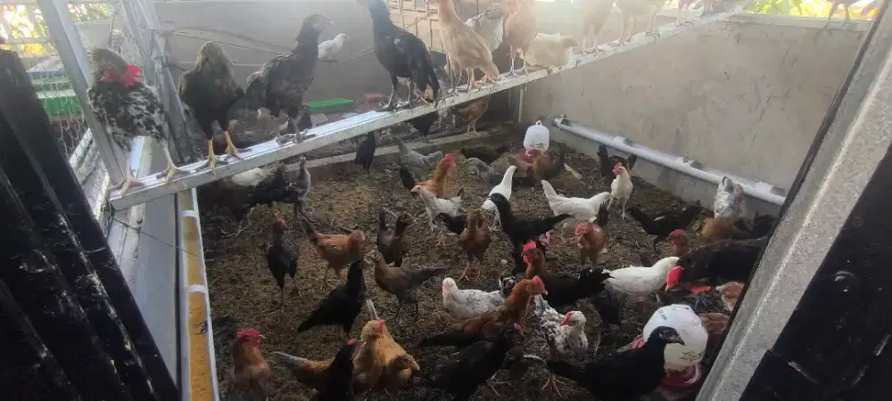Ayam Kampung 80 Ekor
