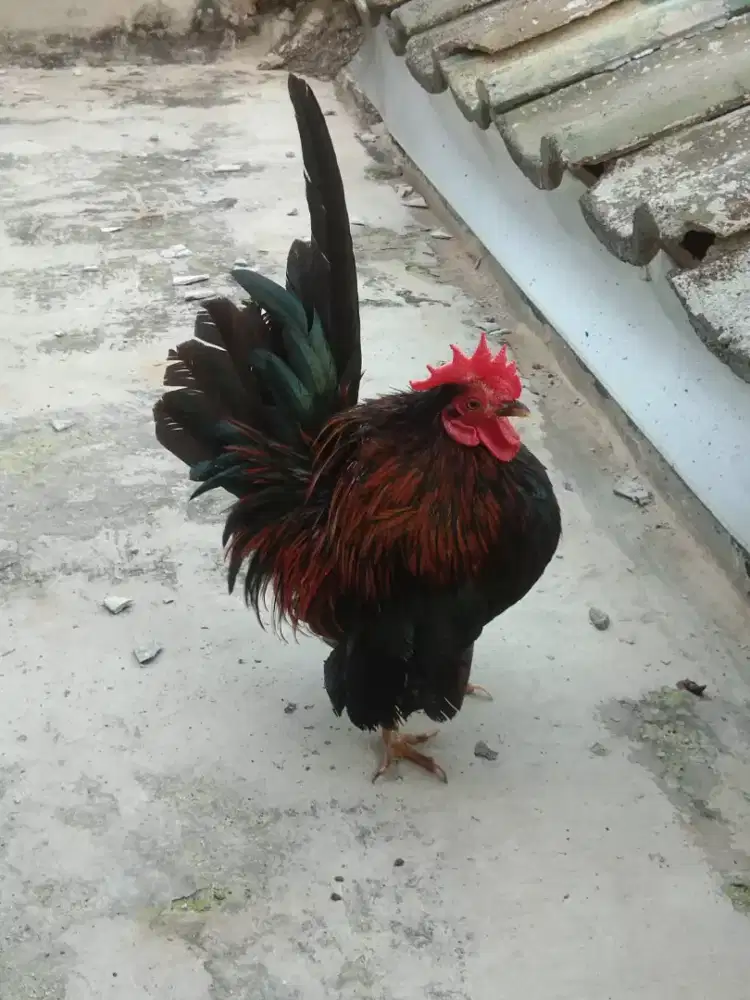 Ayam jago serama