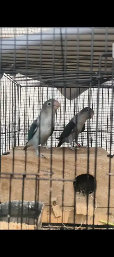 Burung LB nelor 1x