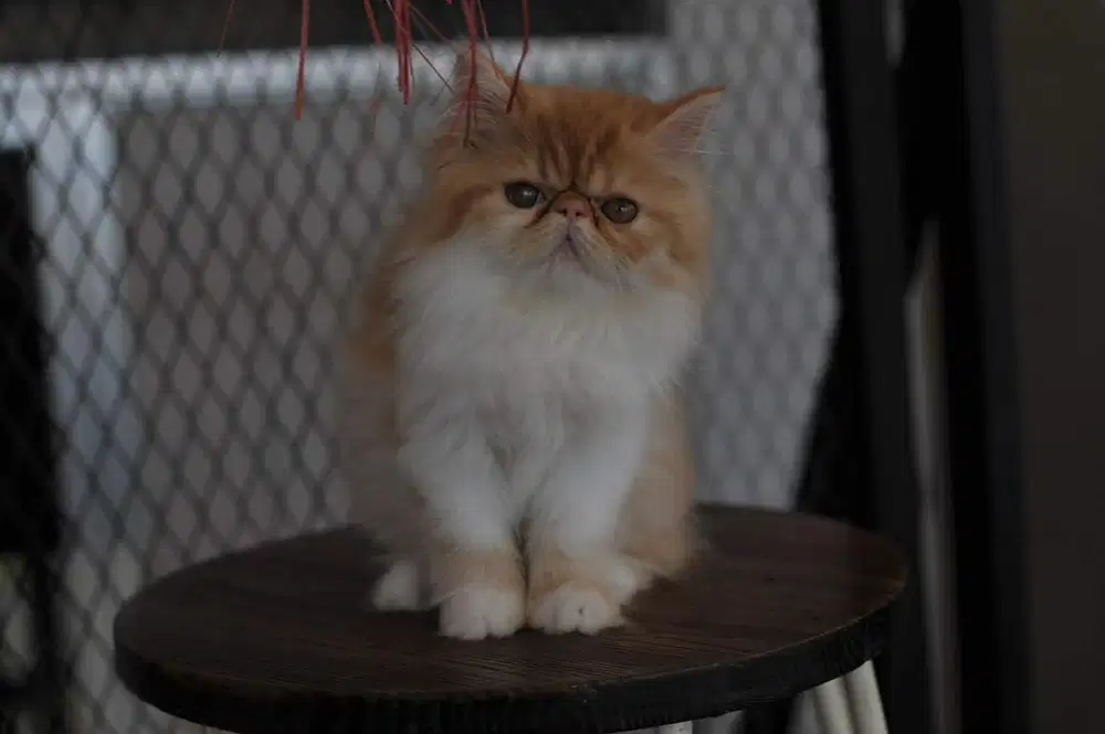 Kitten peaknose