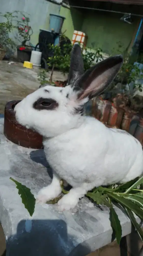 Kelinci Rex Jantan
