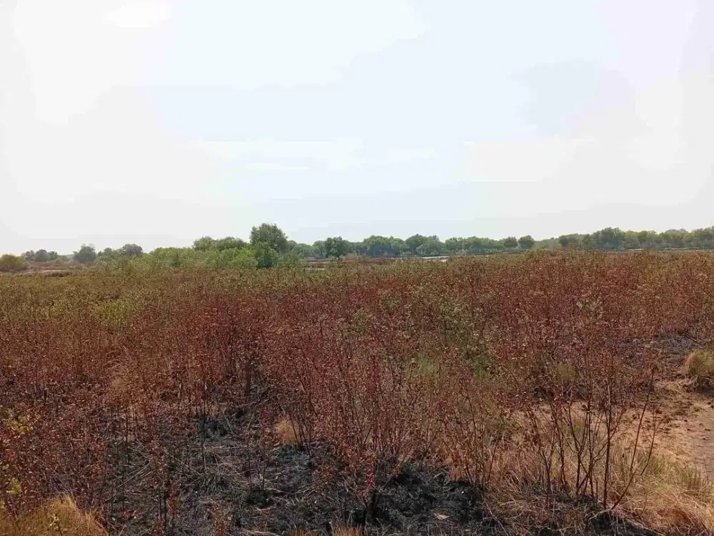 Dijual Cepat Tanah Pangarengan Dekat Zona Pelabuhan Patimban Subang