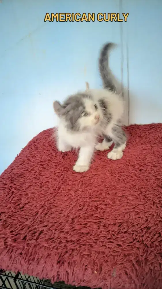 Kiten American Curly cakep