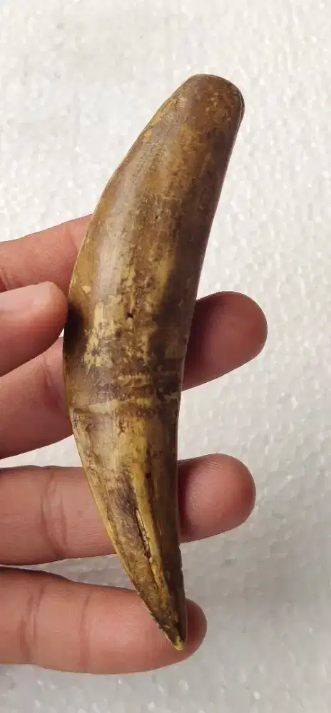 Hiasan S4k***r4l Natural Size Super Jumb0