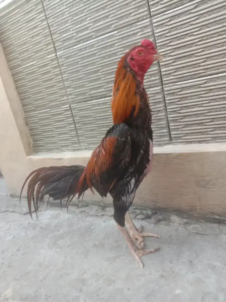 Ayam birkok wangkas