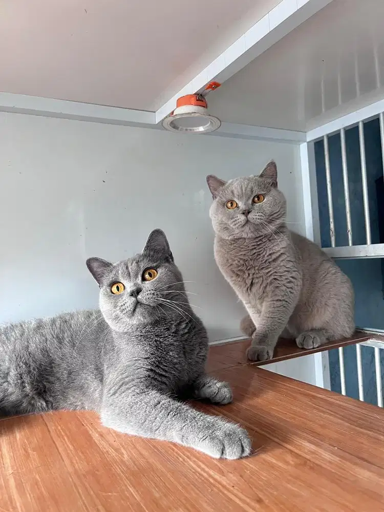 BSH BETINA & JANTAN lineped