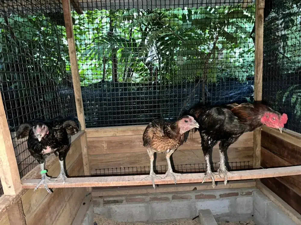 Ayam Paket ternak
