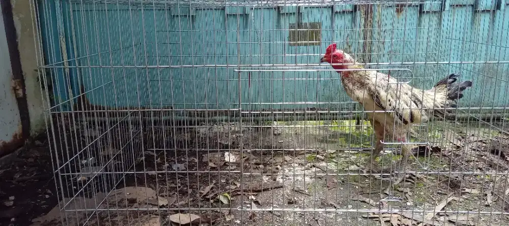 Kandang ayam gan