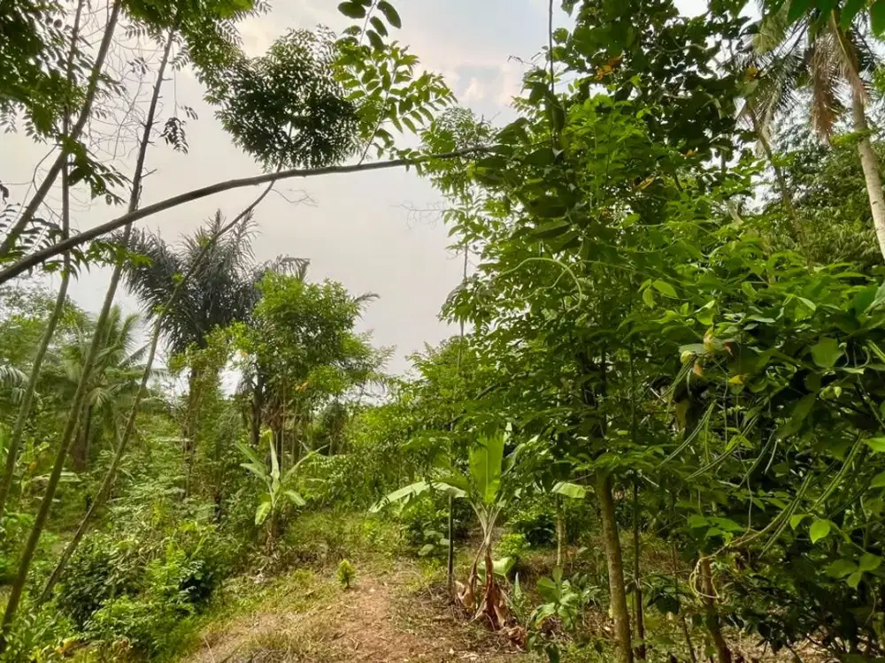 Dijual Murah Tanah Kebun 2300 m2 di Kertasari Bojong Purwakarta