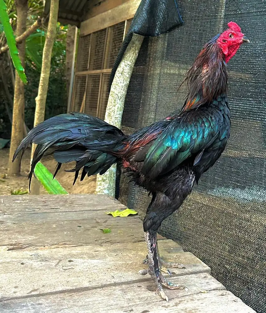 Jual ayam siam aduan