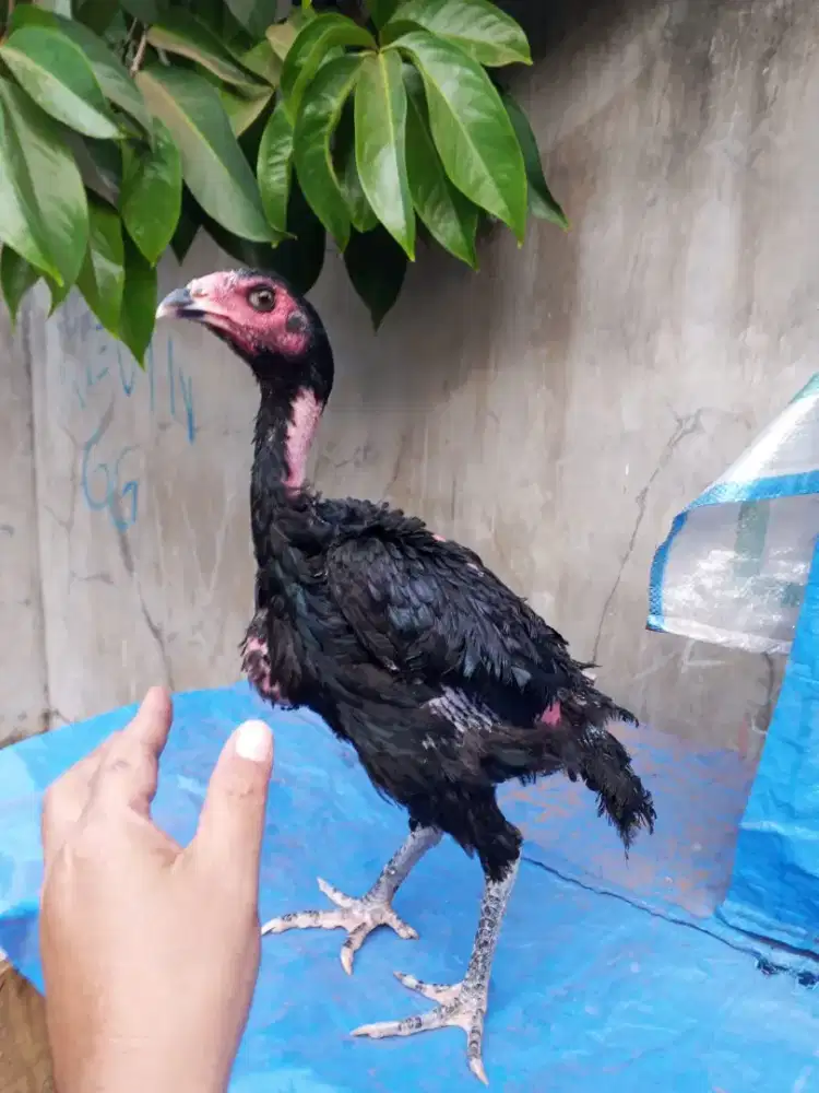 Ayam Bangkok betina usia 5 bulan