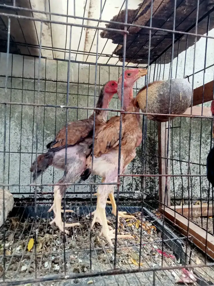 Ayam shamo assel