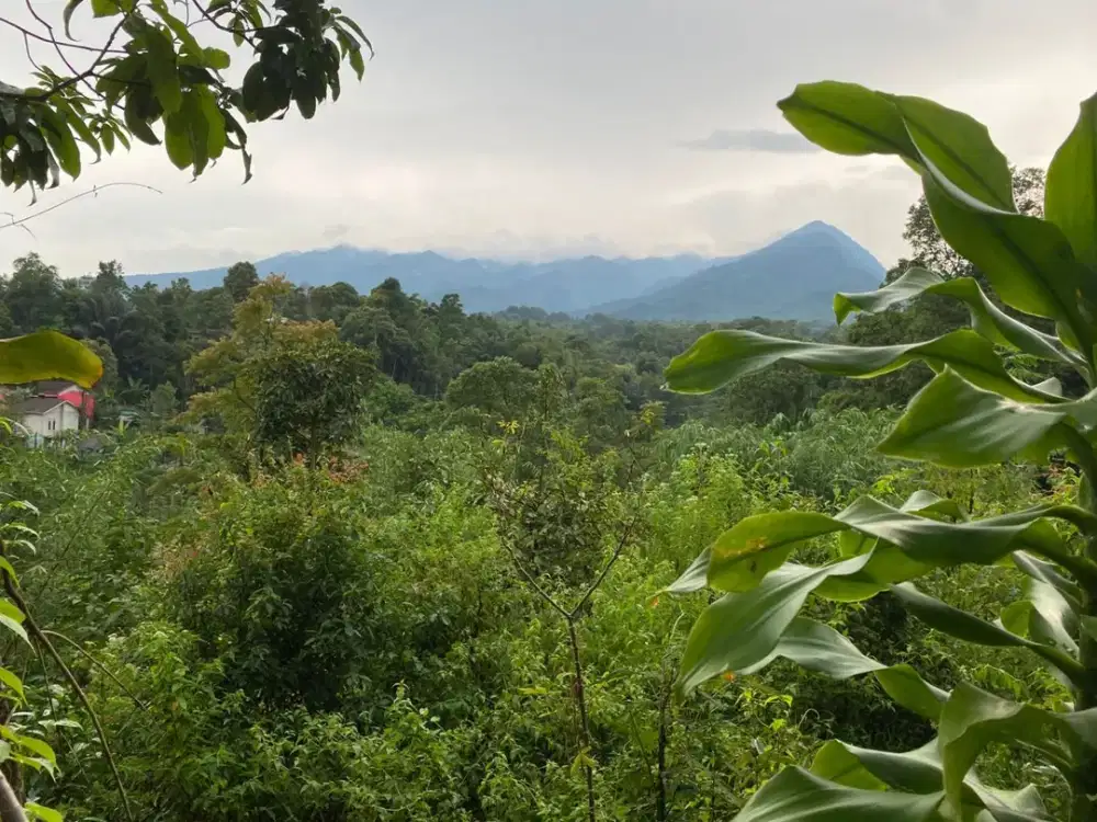 Dijual Murah Kebun Cengkeh Pinggir Jalan Dekat Sekolah SD