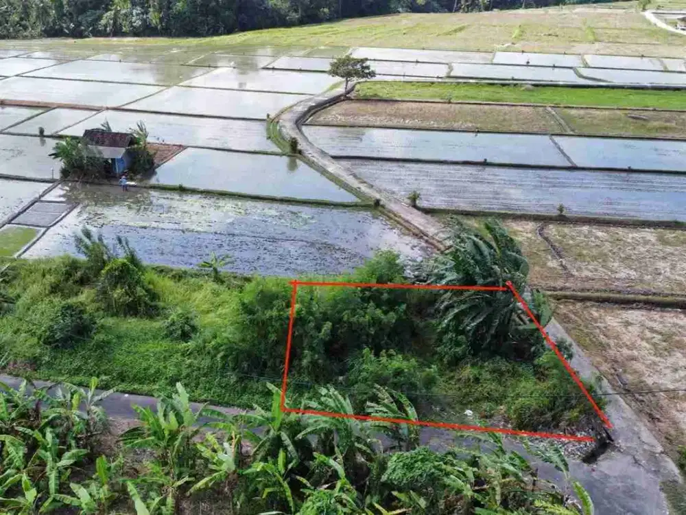 Tanah 215M2 View Sawah Sdh Pondasi Keliling Kedungu Tabanan Itr Kuning