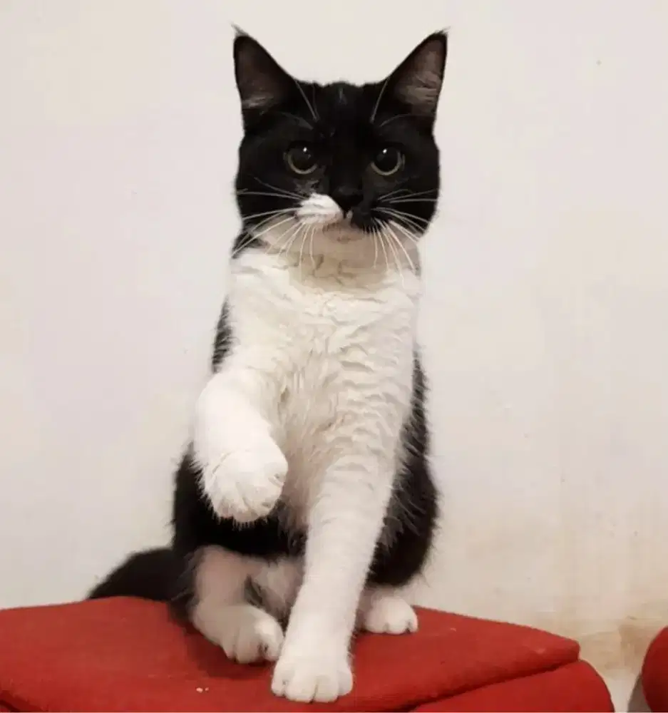 Kucing BSH Persian
