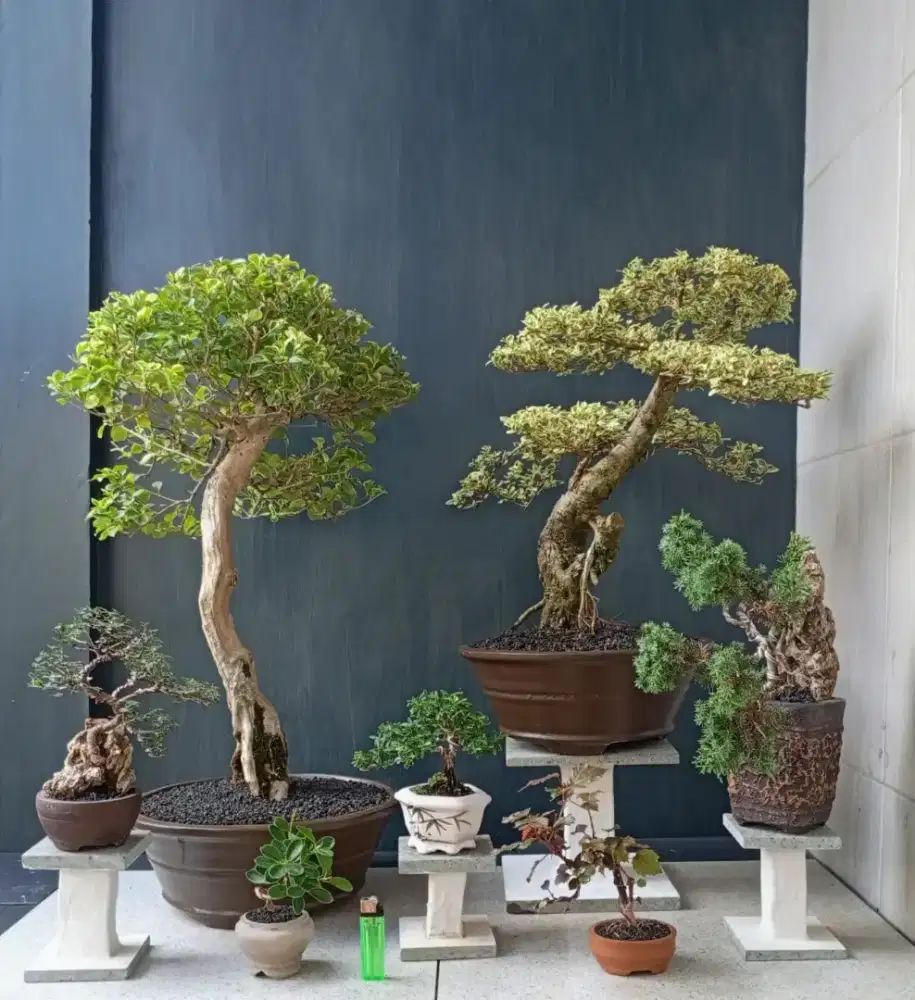Jual borongan murah bonsai hias