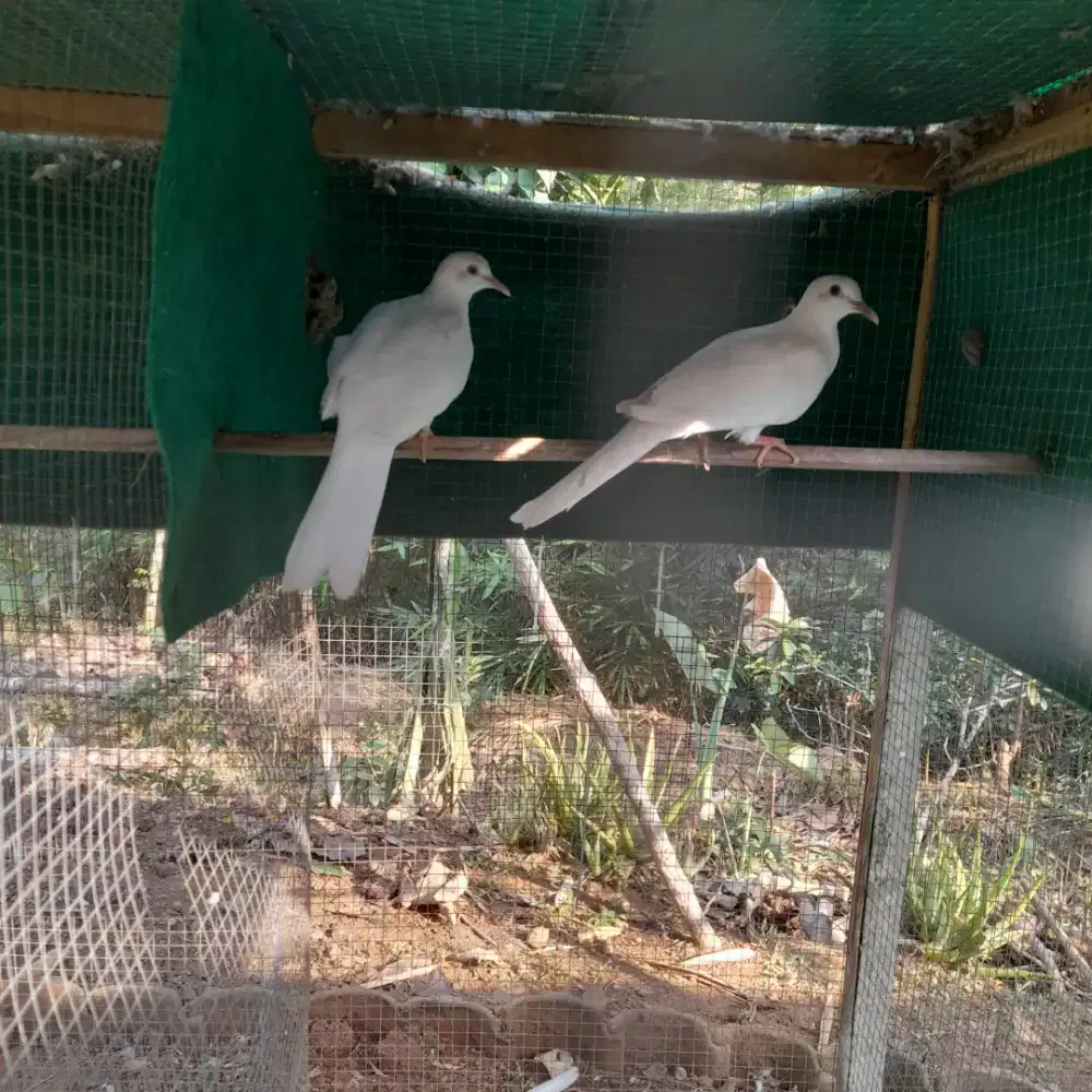 Derkuku putih polos sepasang