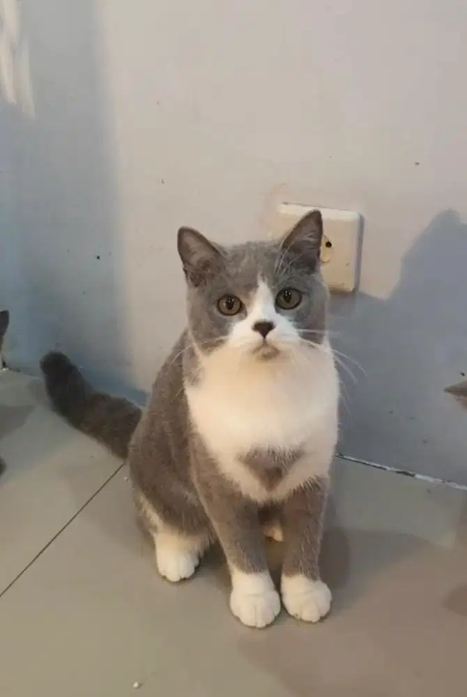 Kitten british shorthair BSH bico betina