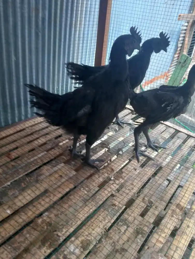 Jual ayam cemani lidah hitam umur 7 blnan jantan  harga 1.300.000/ekor