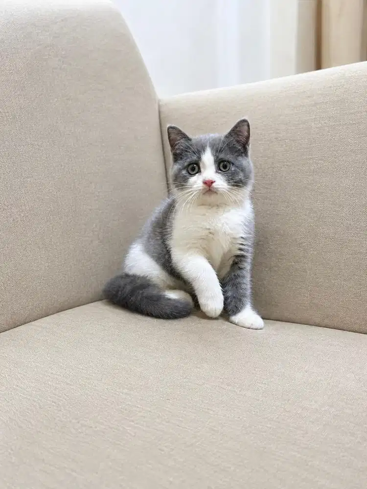 Kucing kitten british shorthair line ped