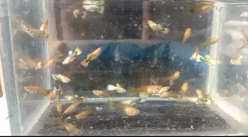 Ikan guppy hiasan akuarium