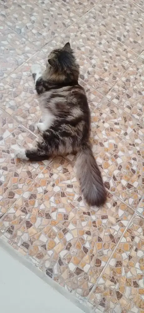 Kucing Persia medium jantan