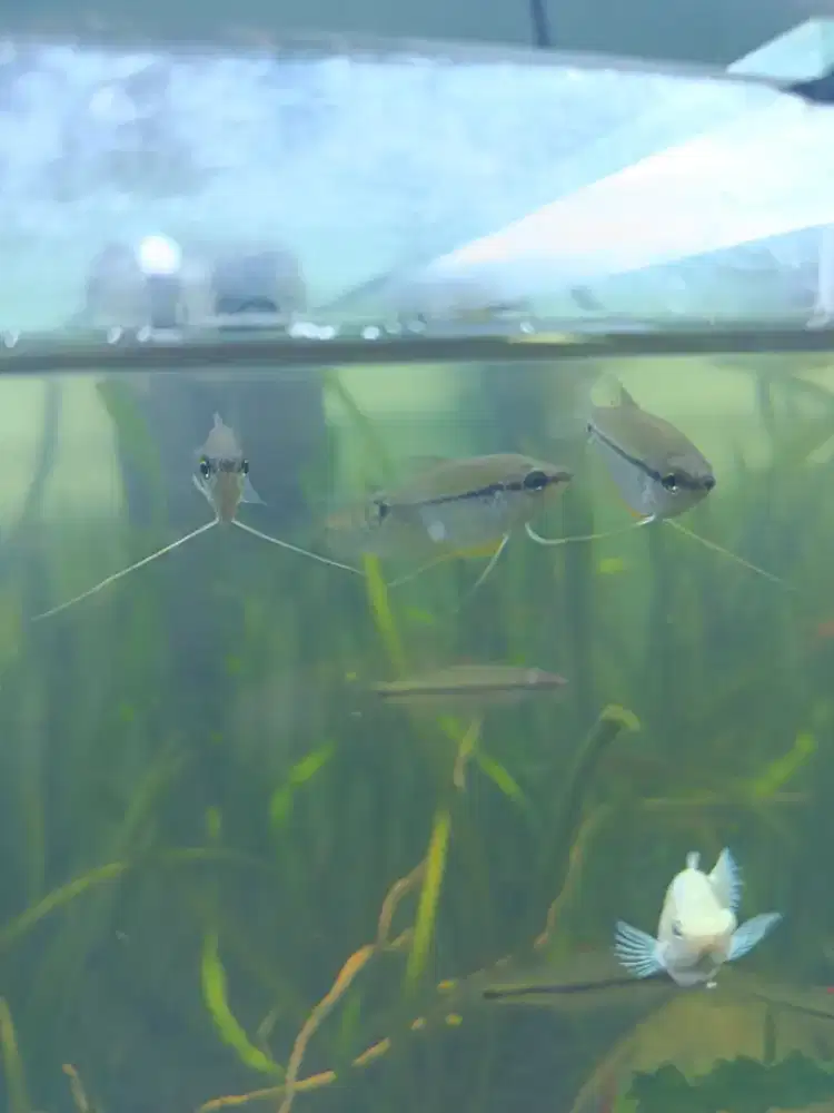 Ikan Hias Sepat Mutiara