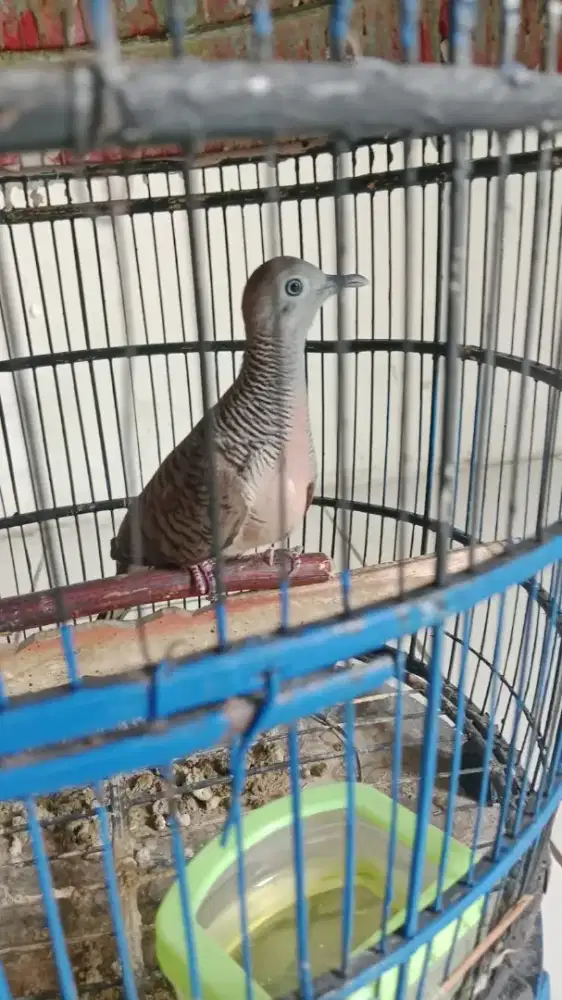 Perkutut bangkok
