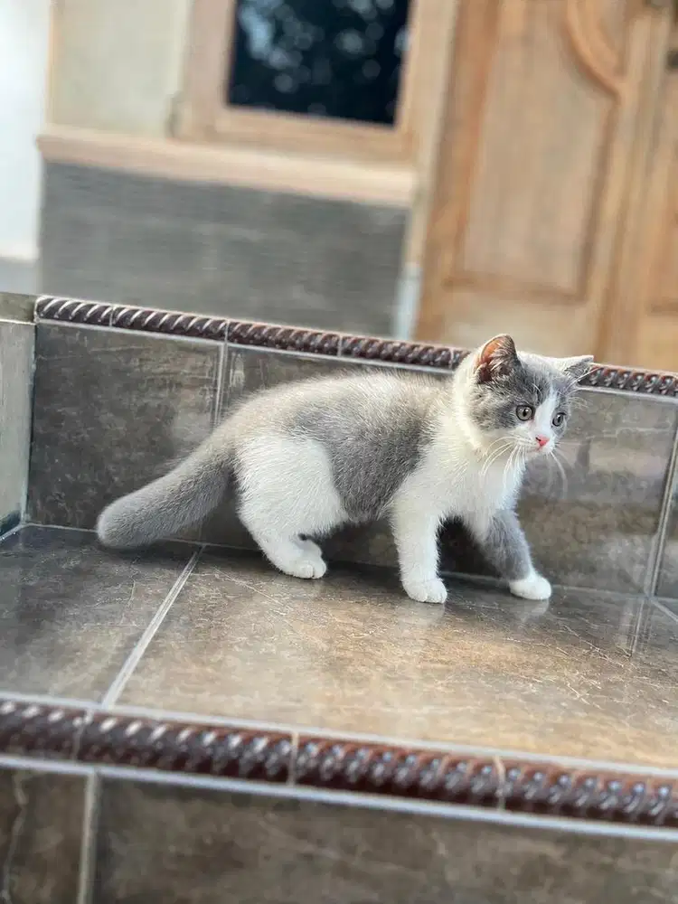 Kitten kucing british shorthair line ped