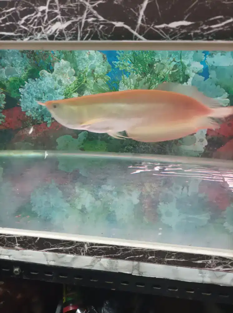 Jual ikan arwana silver albino