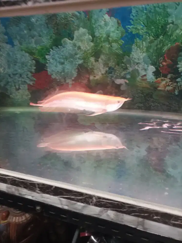 Jual ikan arwana silver albino