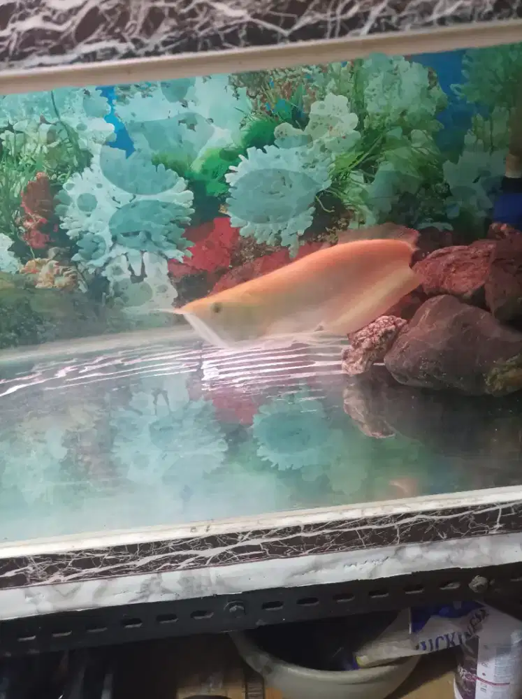 Jual ikan arwana albino