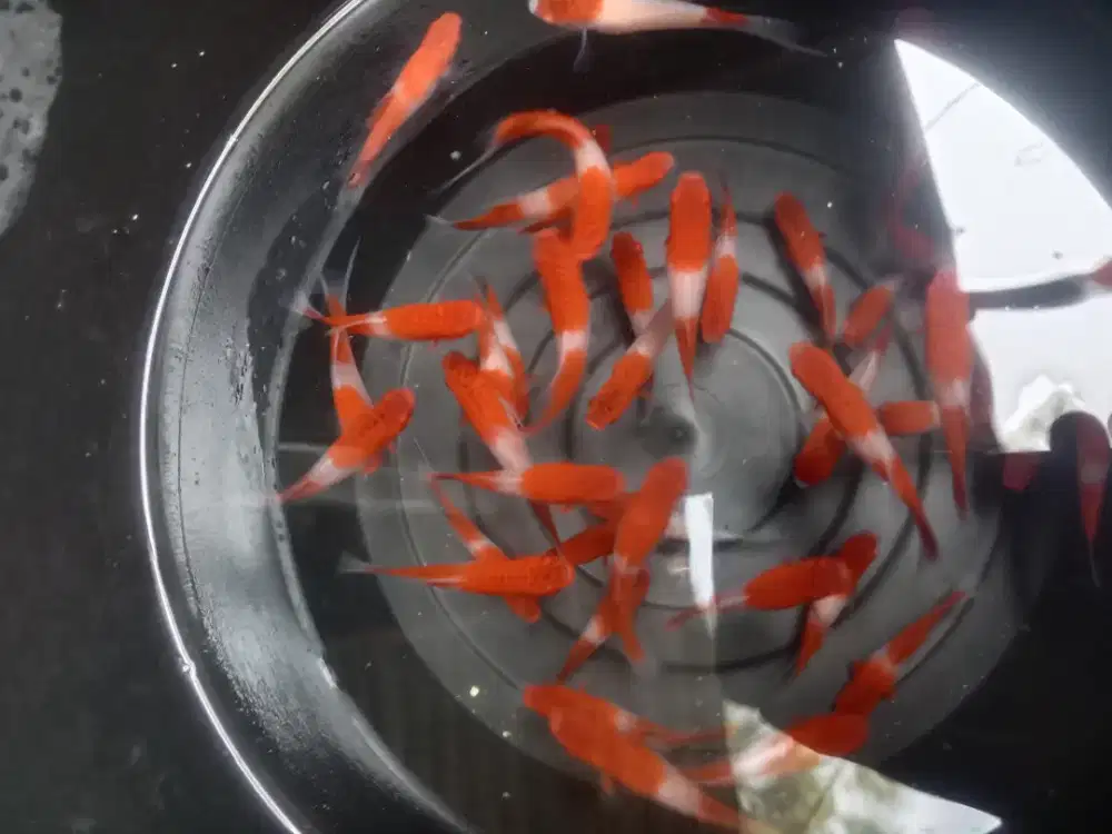 Ikan hias platy kohaku