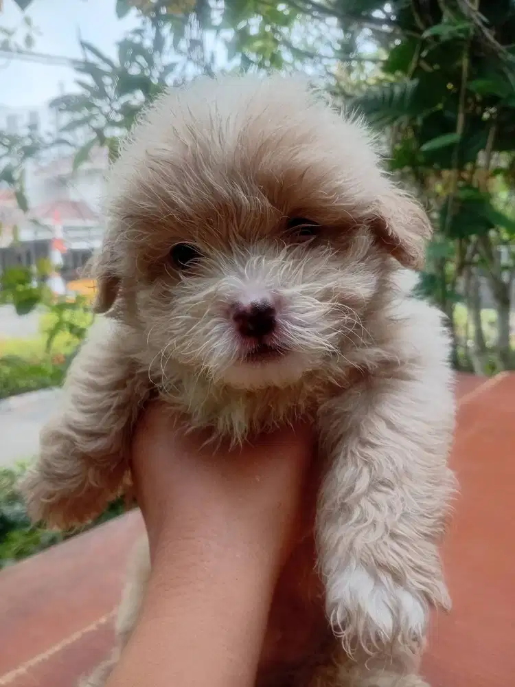 Maltese mix shitzhu