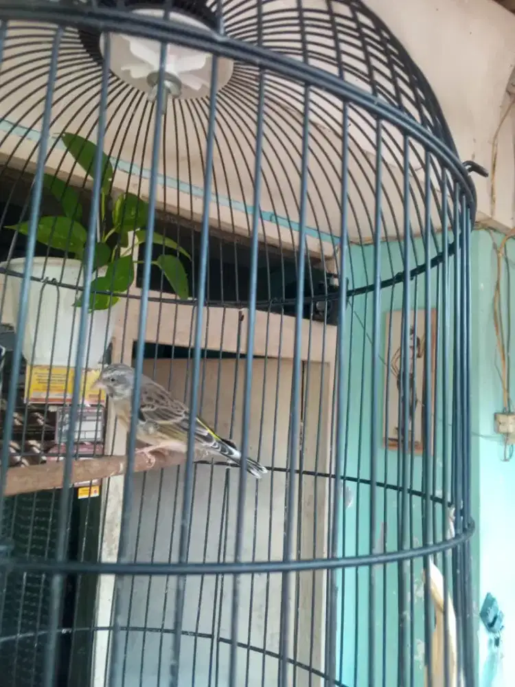 Burung blackthroat jantan