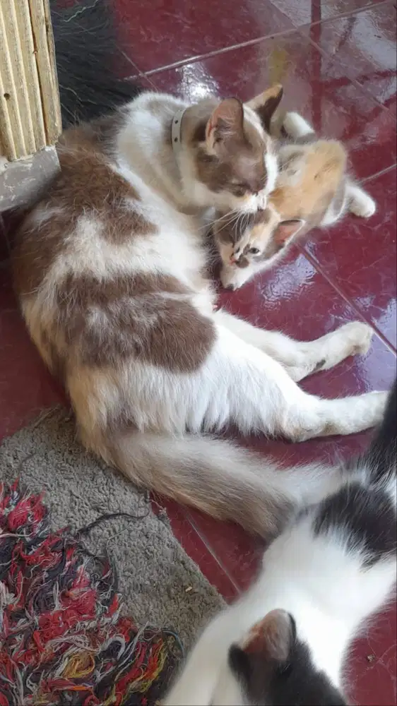 free adopsi kucing angora  indukan