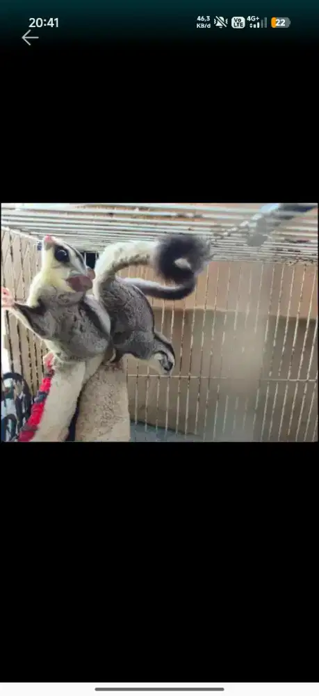 SUGAR GLIDER WHITE FACE SEPASANG