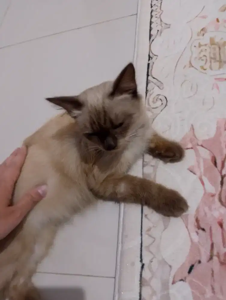 Sepasang kucing Persia Himalaya jantan betina