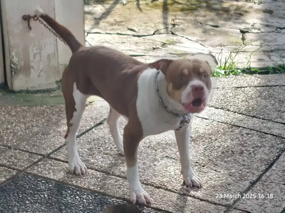 APBT Pitbull BETINA