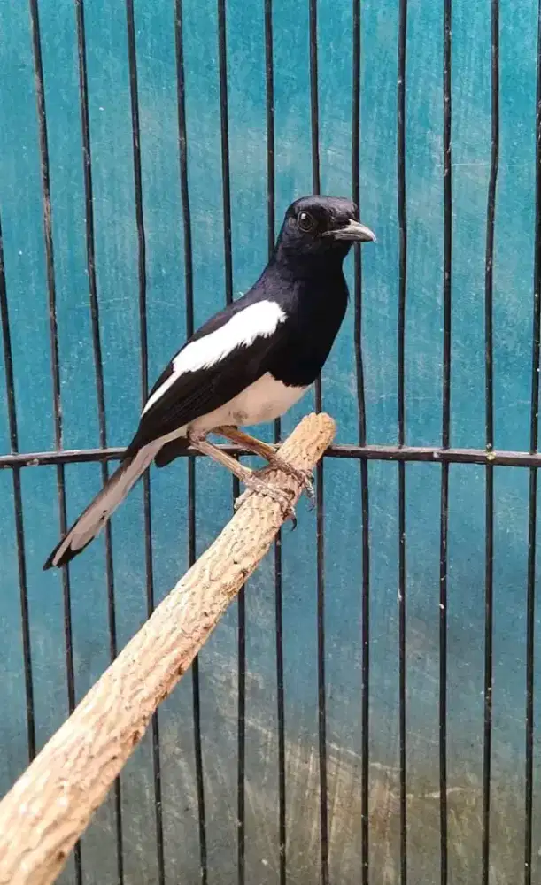 kacer mapan gacor bukor