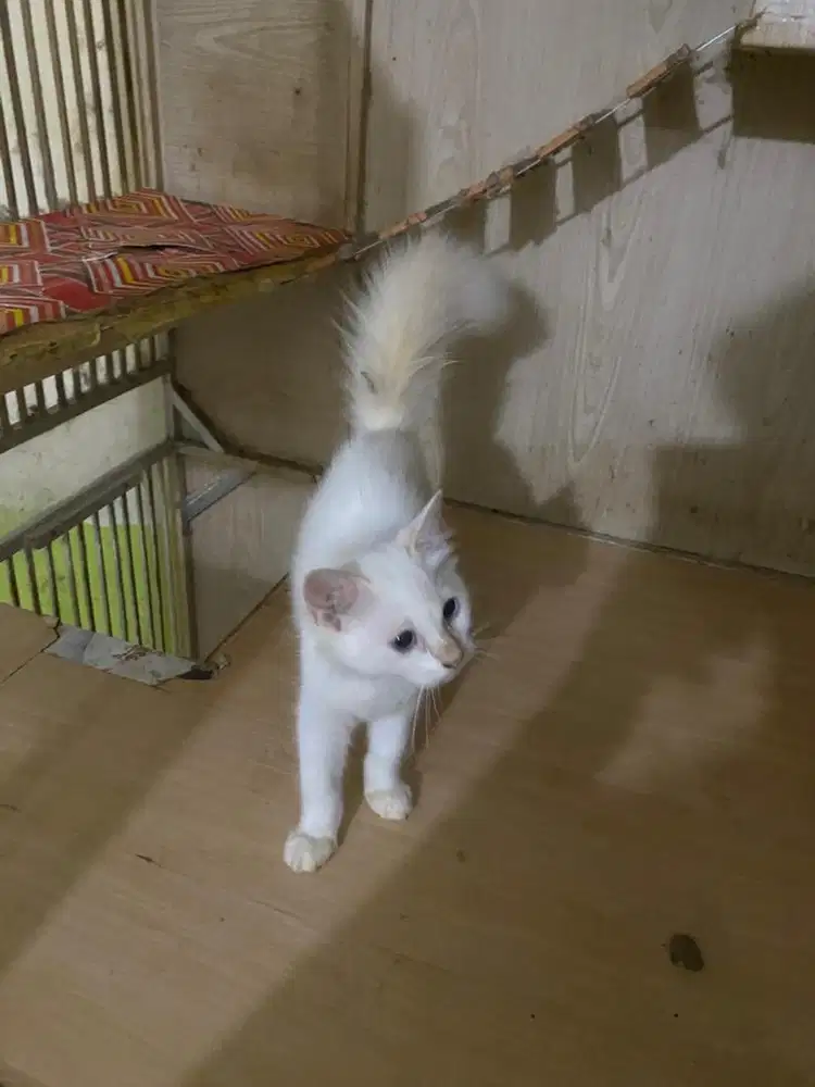 Kitten persia medium free