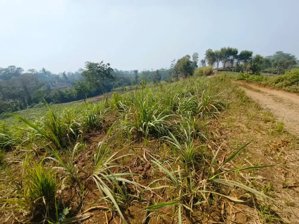 DIJUAL TANAH LOKASI PAKISAJI MALANG
